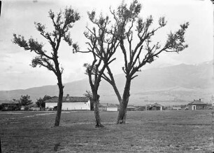 Sofia: Wiese und Häuser auf dem Südhang von Sofia, mit Witoscha[gebirge], Vordergrund Bäume