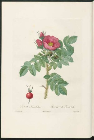 Rosa Kamtschatica. Rosier du Kamtschatka. Chapuy sculp.