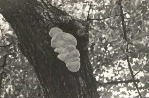 Pilze (Fungi). Schwefelporling am Birnbaum (Laetiporus sulphureus)