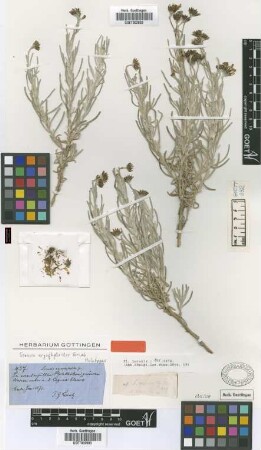 Senecio argophylloides Griseb. [holotype]