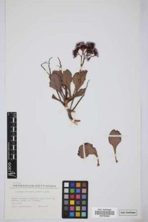 Limonium fruticans (Webb ex Boiss.) Kuntze