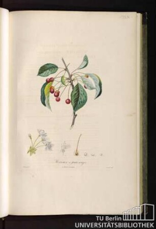P. XLIX. Merisier à fruits rouges.