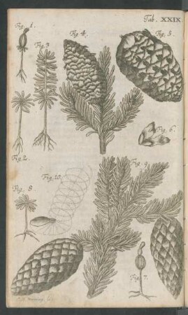 Tab. XXIX. Fig. 1. - Fig. 10.
