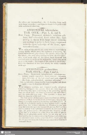 Ammonites proboscideus. Tab. CCCX. - Figs. 4 and 4