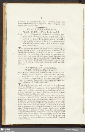 Ammonites proboscideus. Tab. CCCX. - Figs. 4 and 4