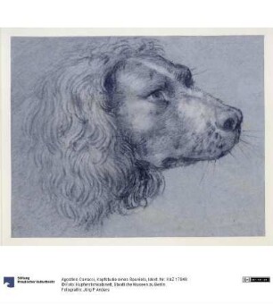 Kopfstudie eines Spaniels
