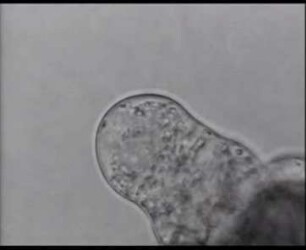 Anemia phyllitidis (Leptosporangiatae) - Entwicklung und Funktion von Antheridium und Spermatozoiden