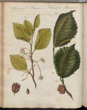 No. 77. Pflanzen C. Teutsche Waldbäume.