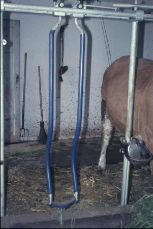 Fotografie: Milchviehhaltung, Anbindehaltung, Anbindevorrichtung