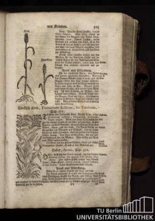 Cap. 371. Tuerkisch Korn, Frumentum Indicum, seu Turcicum.