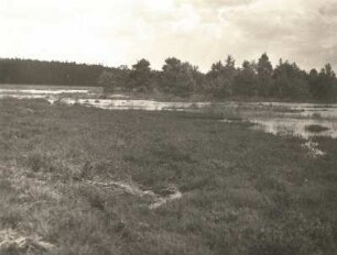 Oberlausitzer Niederung. Waldmoor bei Koblenz, östlich von Werminghoff (Knappenrode)