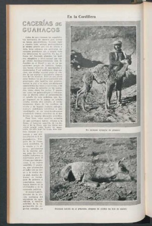 Cacerías de Guanacos : En la Cordillera
