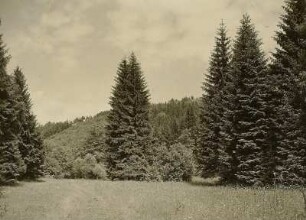 Erzgebirge. Im Mordgrund am Sattelberg