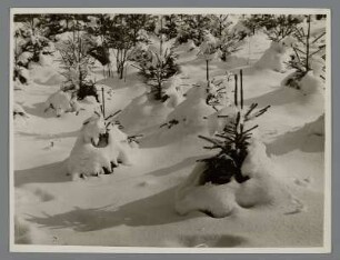 Verschneite Tannensetzlinge in einem Winterwald