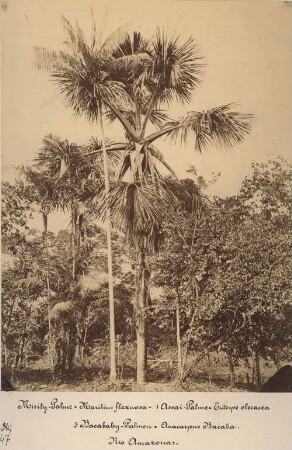 Mirity-Palme (Maritius flexuosa) , 1 Assai-Palme (Euterpe oleracea), 3 Bacabahy-Palmen (Anarcarpus Bacaba). Rio Amazonas