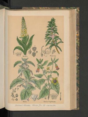 Medical Plants. Plate 12.