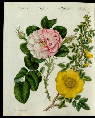Rosen-Arten.