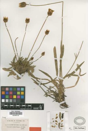 Catananche montana Coss. & Dur. [type]