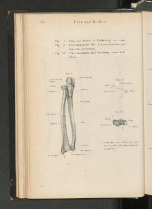 Ulna und Radius.