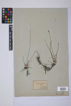 Equisetum variegatum variegatum Schleich.