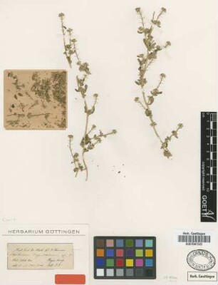 Lepidium capitatum Hook. f. & Thomson [syntype]