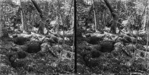 Im Wald : Waldboden im Białowieża-Nationalpark.