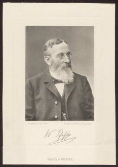 Pfeffer, Wilhelm