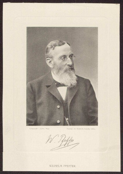 Pfeffer, Wilhelm