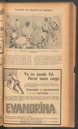 Cosecha del algodón en Luisiana