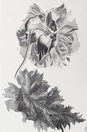 Große Päonie mit Blatt