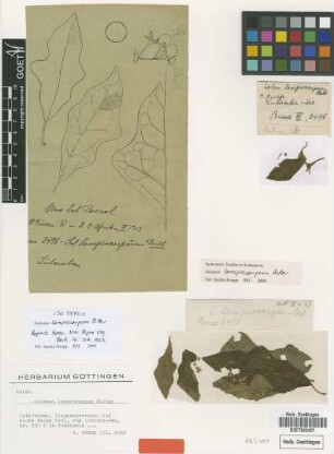 Solanum lamprocarpum Bitter [isotype]