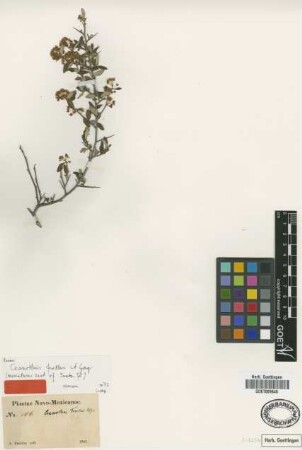 Ceanothus fendleri A.Gray [type]