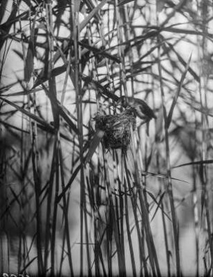 Teichrohrsänger : Teichrohrsänger (Acrocephalus scirpaceus) am Nest.