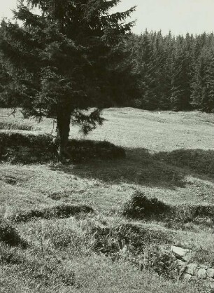Westerzgebirge, Tal der Kleinen Bockau, Auersberger Grund, überwachsenes Mundloch der Grube Hoffnung Stollen auf einer Wiese