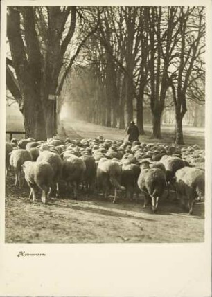 [Heimwärts]