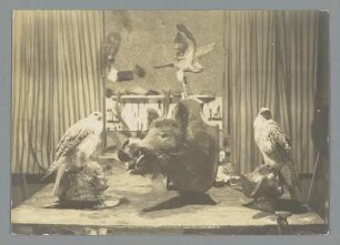 Sachsen. Ausstellung präparierter Tiere