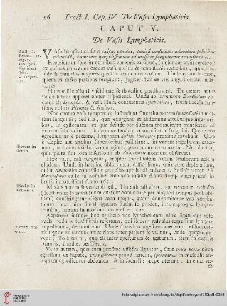 Caput V: De Vasis Lymphaticis