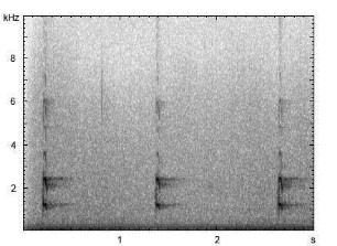 Teichhuhn | Gallinula chloropus - Ruf