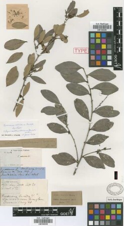 Sebastiania grisebachiana Not on Sheet