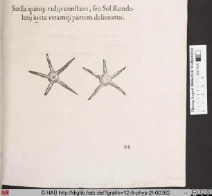 Stella quinq; radijs constans, seu Sol Rondeleij iuxta utramq; partem delineatus.