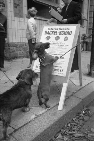 Internationale Dackelschau in der Durlacher Festhalle