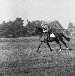 Gangarten des Pferdes. Jockey bei einem leichten Gallopp im Moritzburg