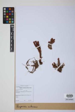 Phlegmariurus rufescens (Hook.) comb. ined.