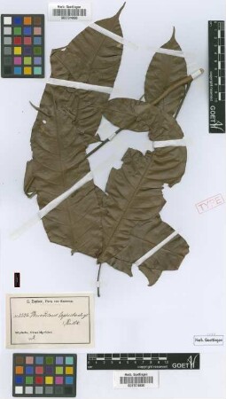 Placodiscus leptostachys Radlk.