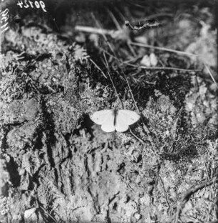 Kleiner Kohlweißling : Kleiner Kohlweißling (Pieris rapae Linnaeus).