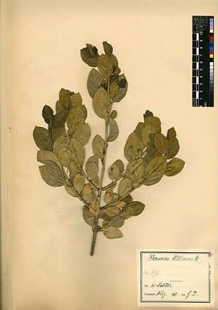 Rhamnaceae Rhamnus Alaternus Linné, Carl von (1707 - 1778) [Daburir]