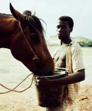 Pferd versorgen, Accra : Accra (Ghana). Mann versorgt ein Pferd, 8. Februar 1959