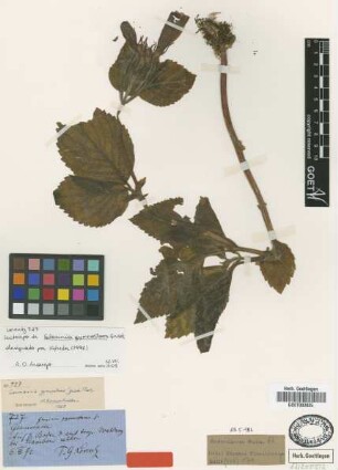 Gloxinia gymnostoma Griseb. [type]