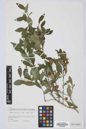 Maytenus umbellata (R. Br.) D.J. Mabberley