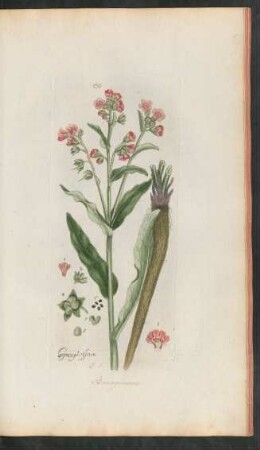 136. Cynoglossum officinale